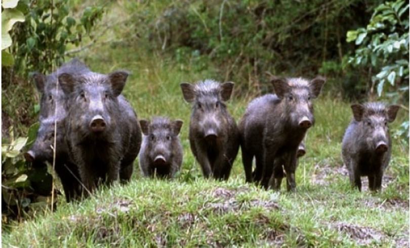 Coldiretti: «Ancora troppo basso il numero degli abbattimenti dei cinghiali»